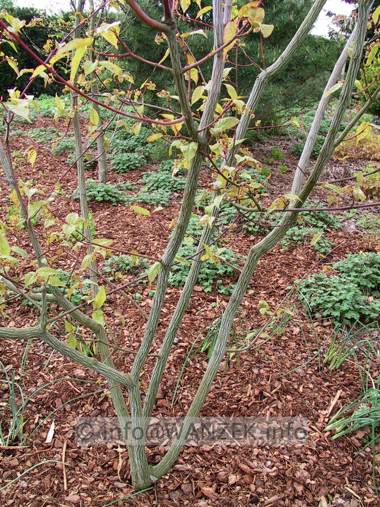 Acer davidii Ernest Wilson -Rinde Solitaer.jpg